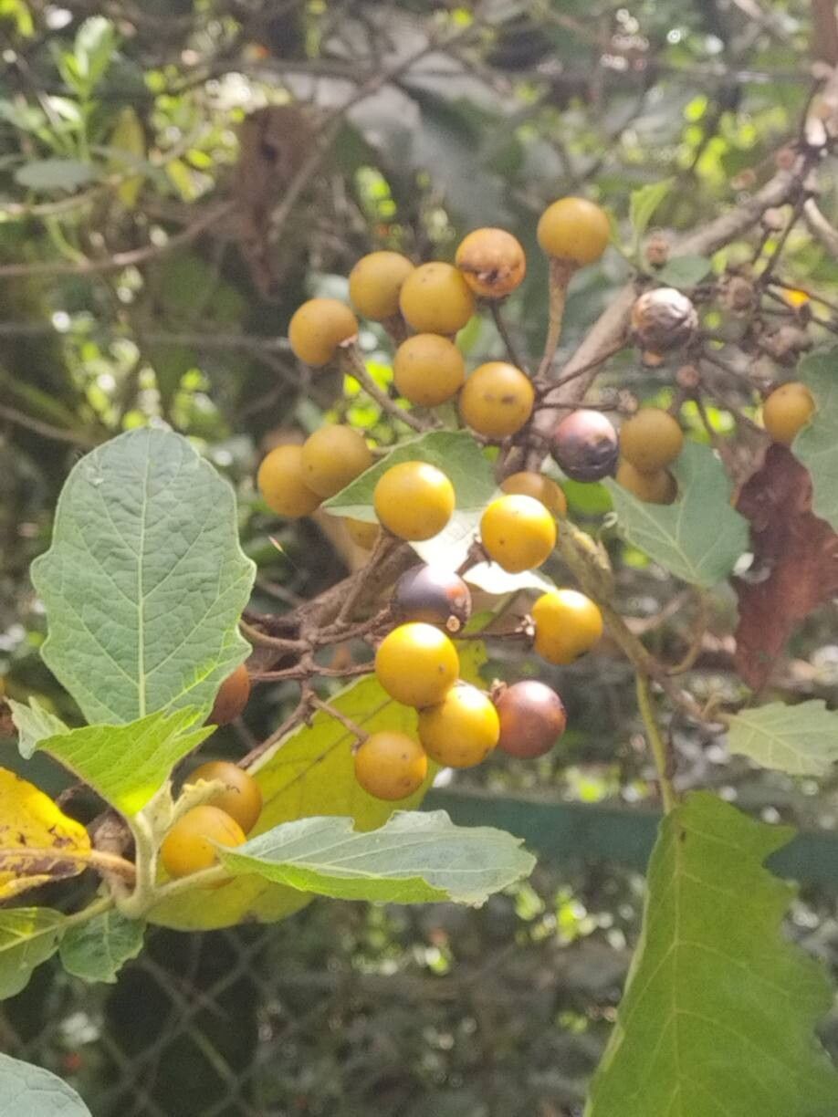 Solanum stellatiglandulosum fruit