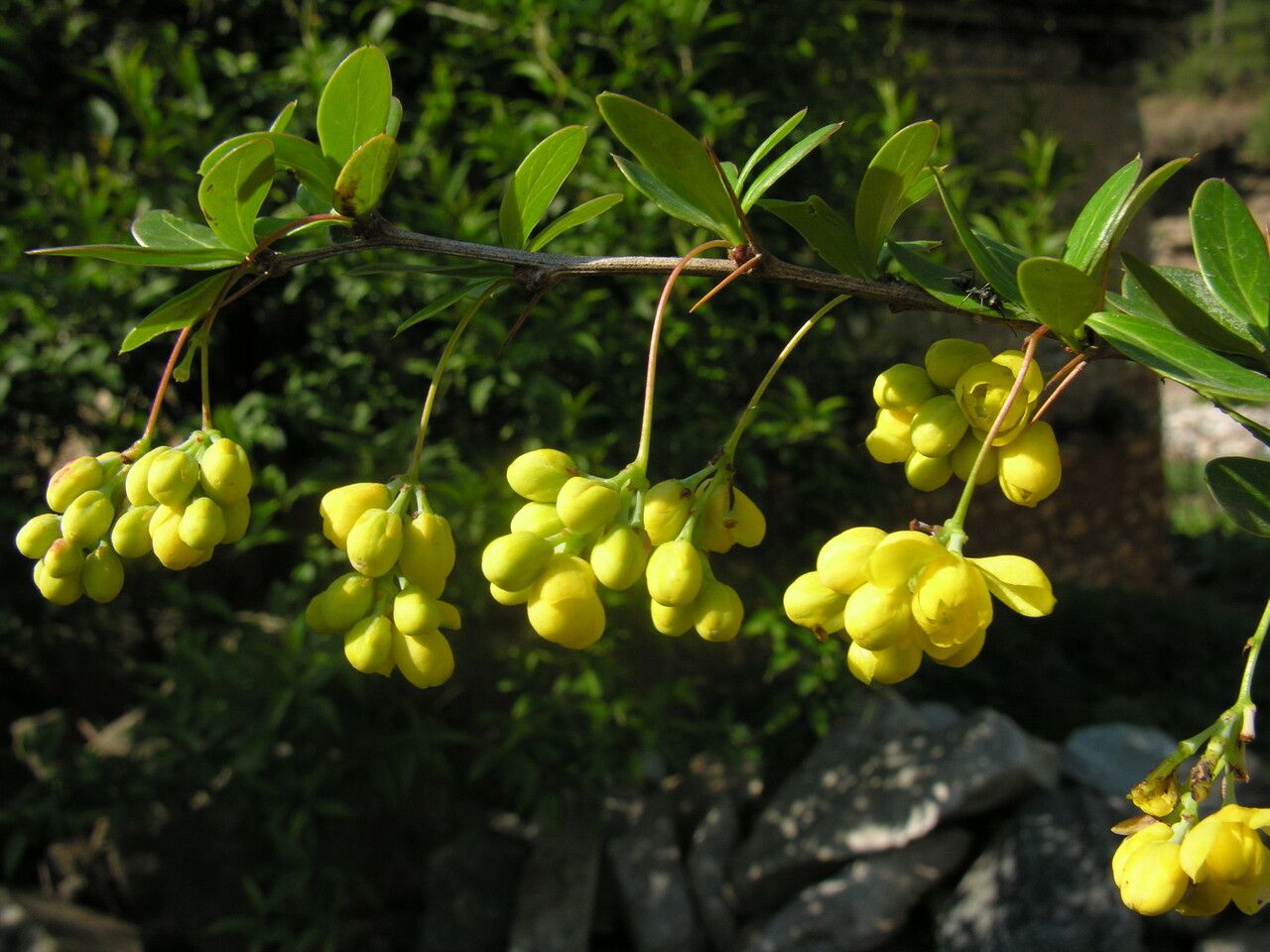 Berberis karnaliensis — houseplant care guide
