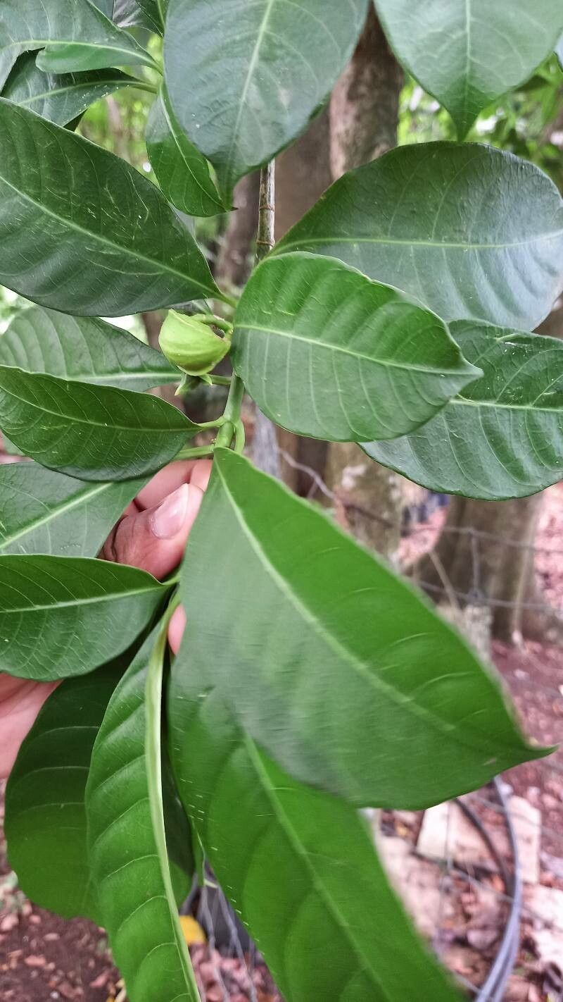 Tabernaemontana citrifolia fruit