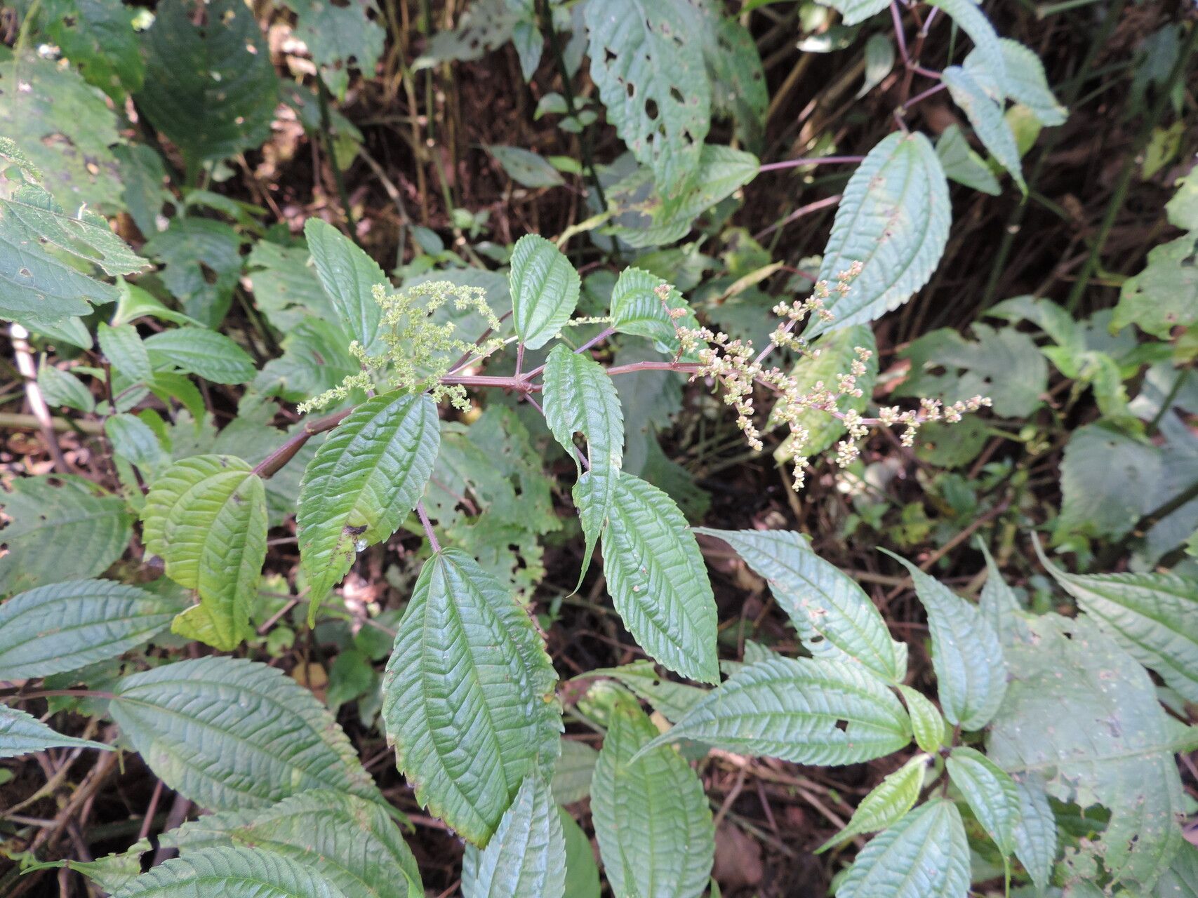 Pilea bambuseti leaf