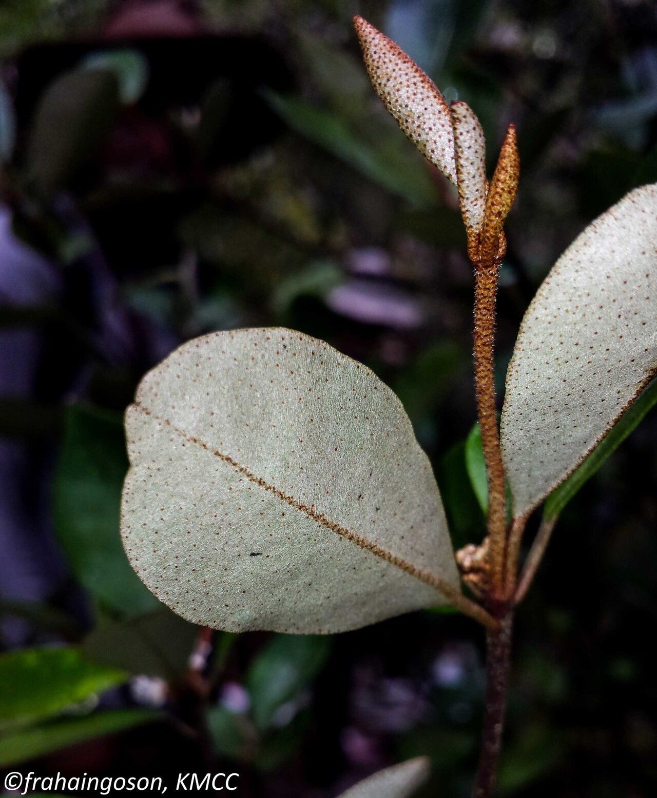 Croton noronhae leaf