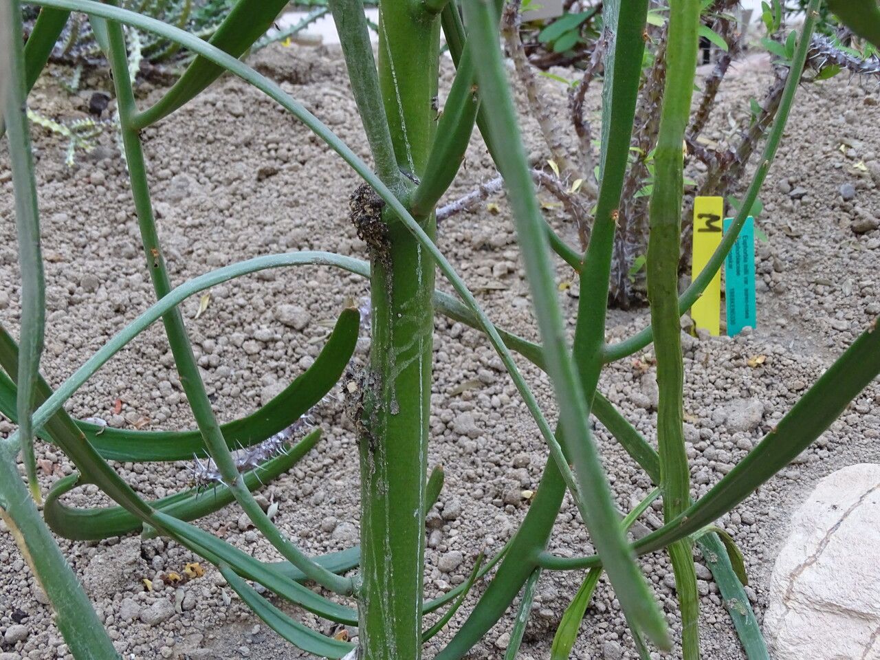 Euphorbia xylophylloides bark