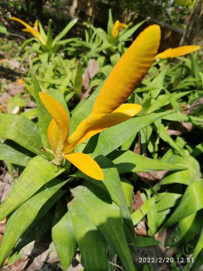 Vriesea ospinae flower