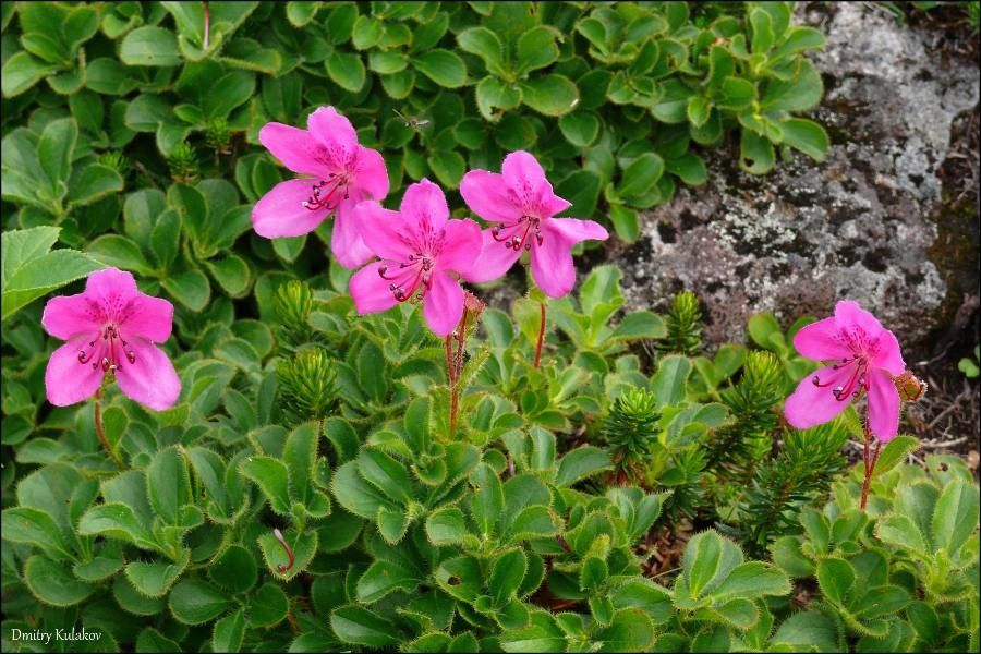 Rhododendron redowskianum flower