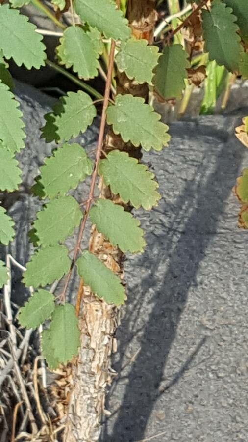 Marcetella moquiniana — houseplant care guide