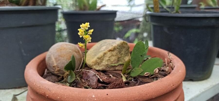 Trichocentrum pumilum habit