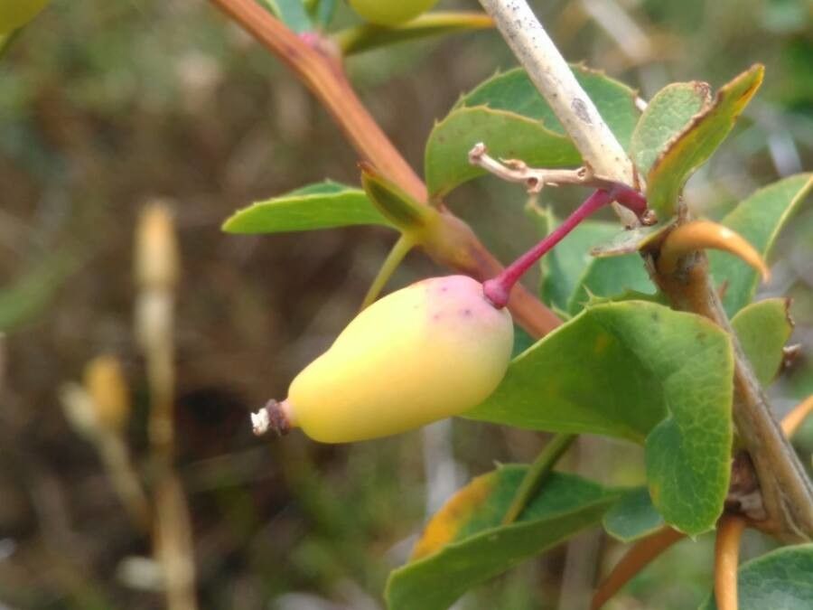 Berberis aetnensis fruit