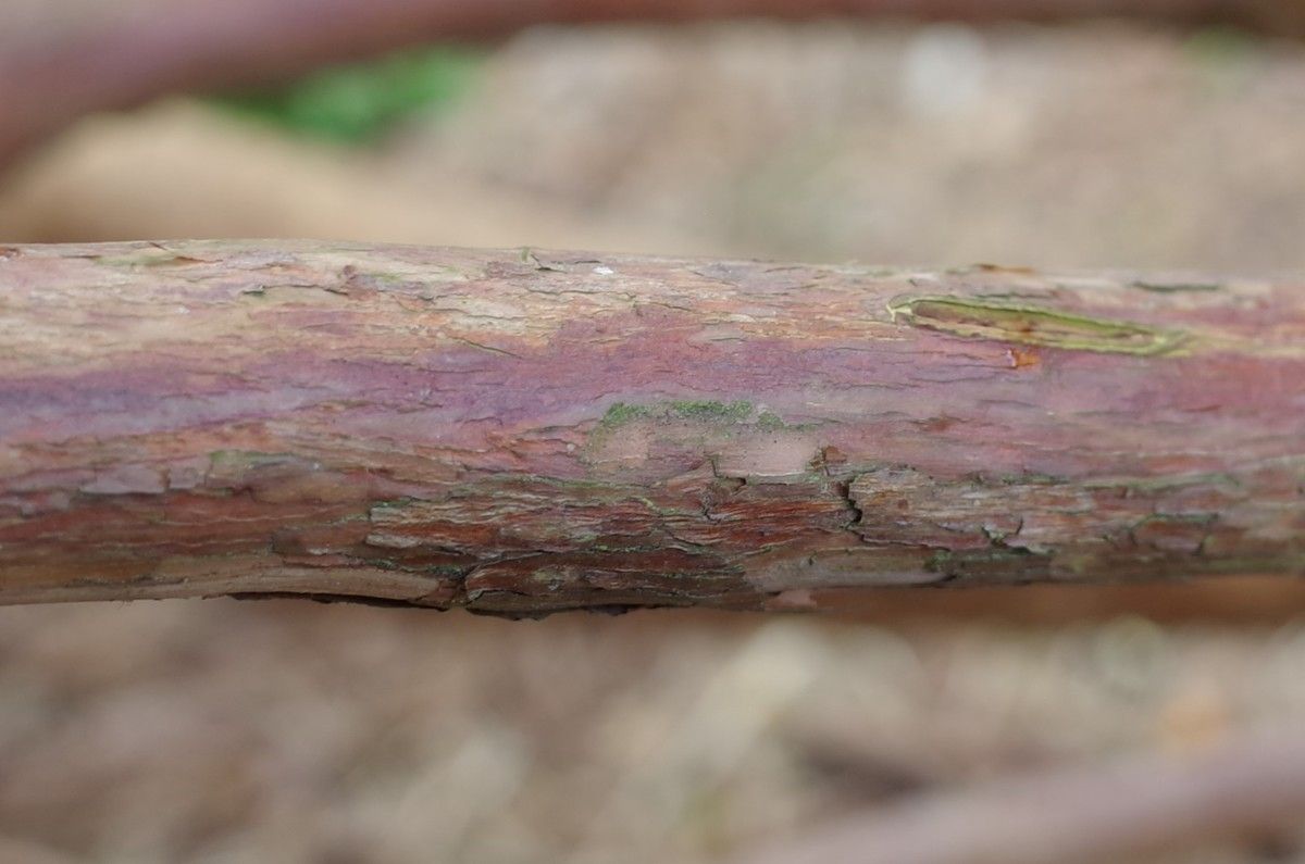 Rhododendron semnoides bark