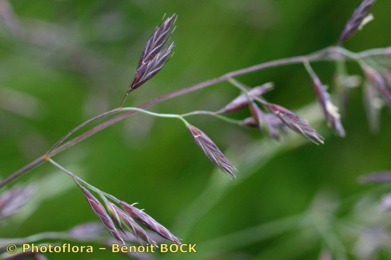 Festuca rivularis fruit