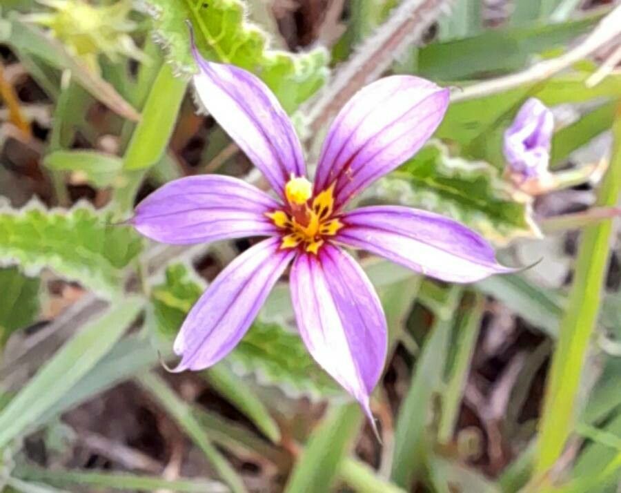 Sisyrinchium minutiflorum flower