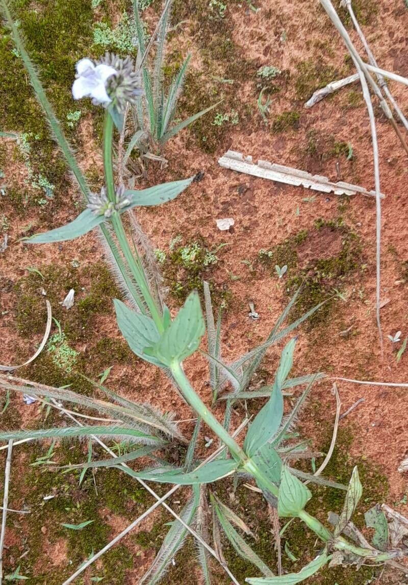 Spermacoce poaya habit