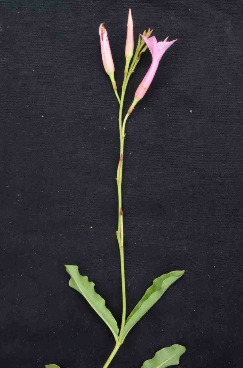 Mandevilla pohliana flower