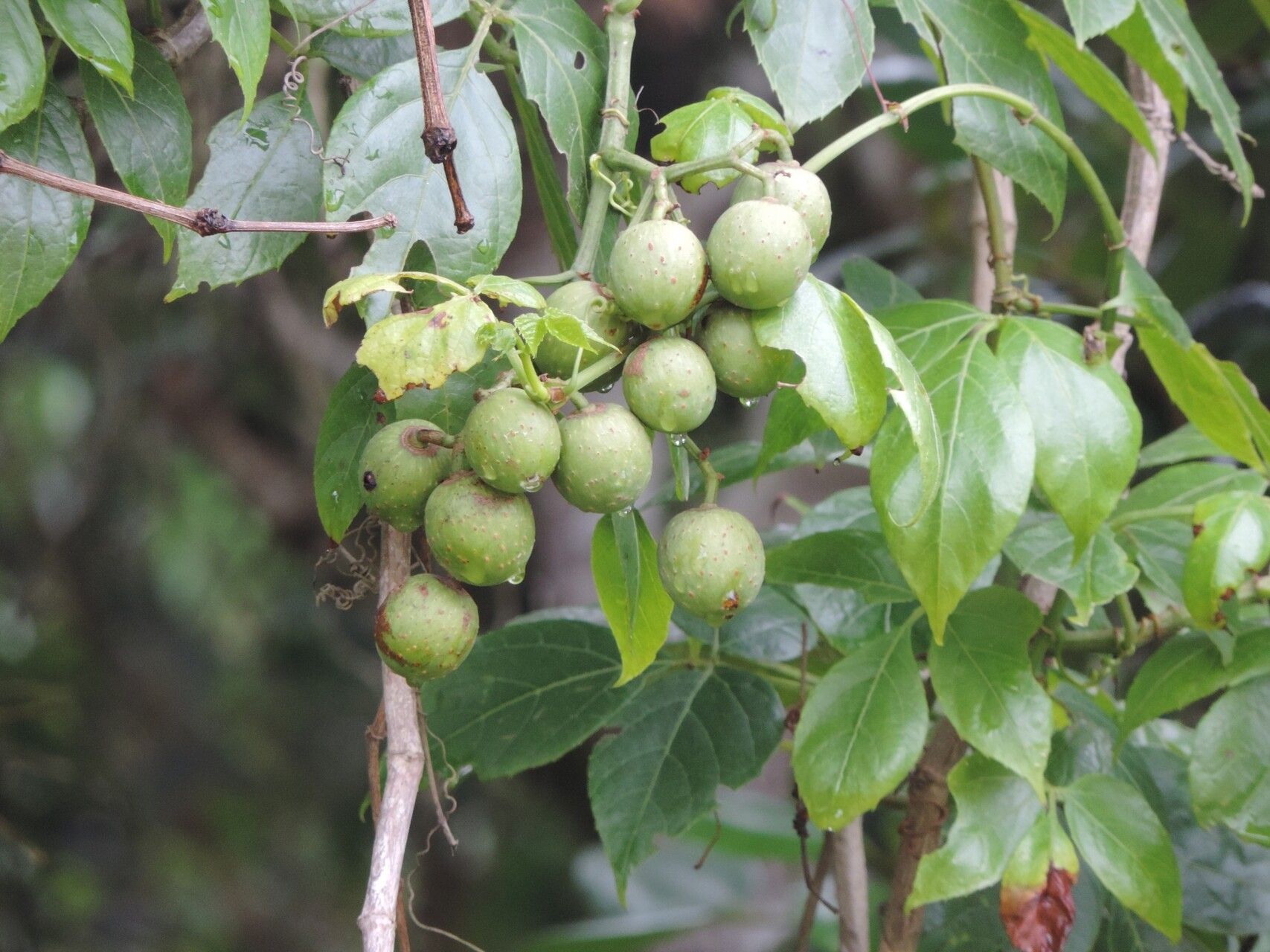 Cissus gongylodes fruit