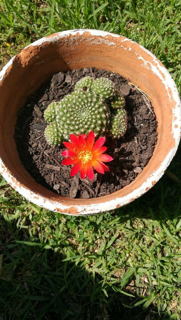 Aylostera albopectinata flower