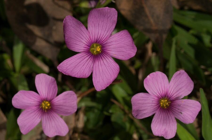 Oxalis floribunda flower