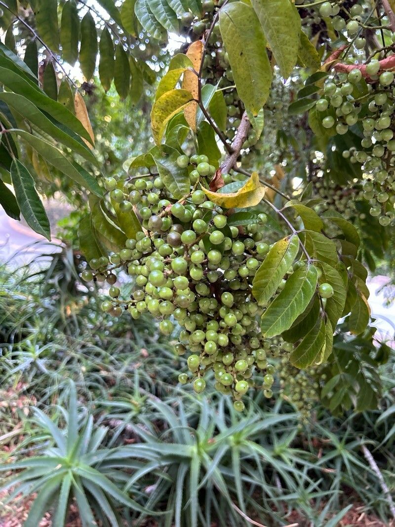 Rhodosphaera rhodanthema fruit
