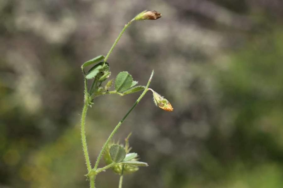 Medicago disciformis