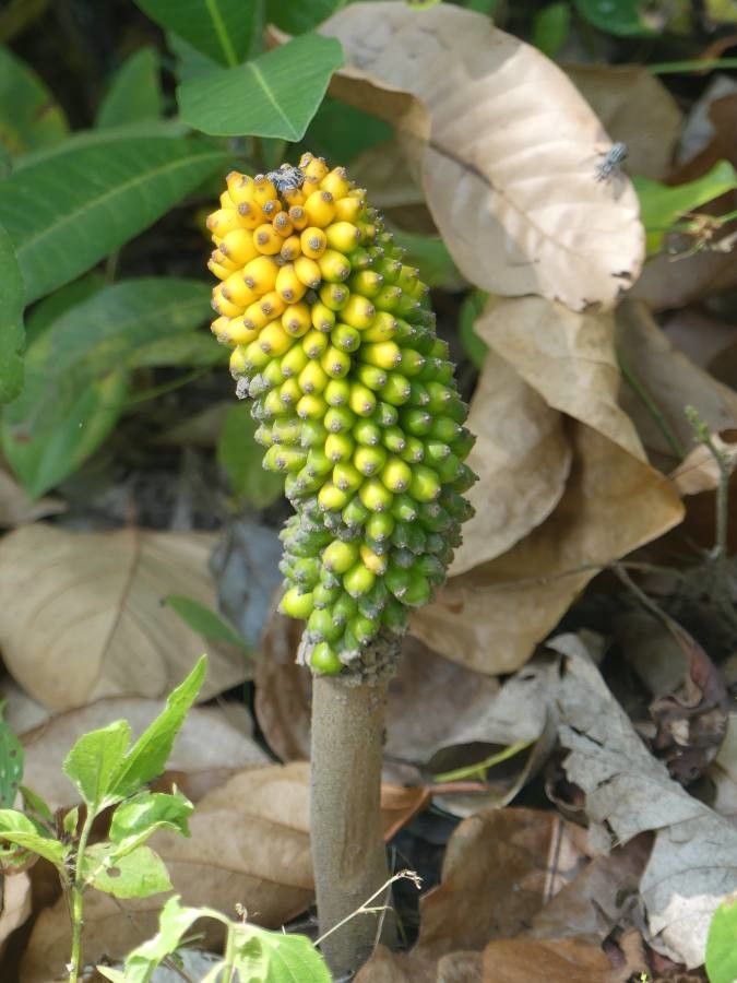 Amorphophallus sylvaticus — search result for 'Amorphophallus'