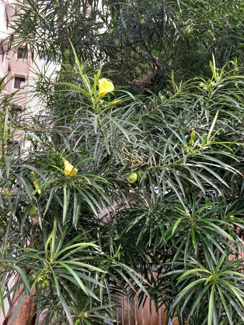 Cascabela thevetioides flower