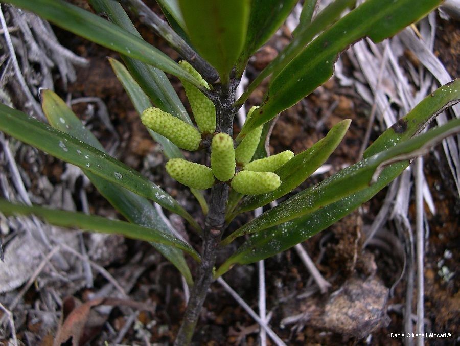 Podocarpus longifoliolatus — search result for 'Podocarpus'