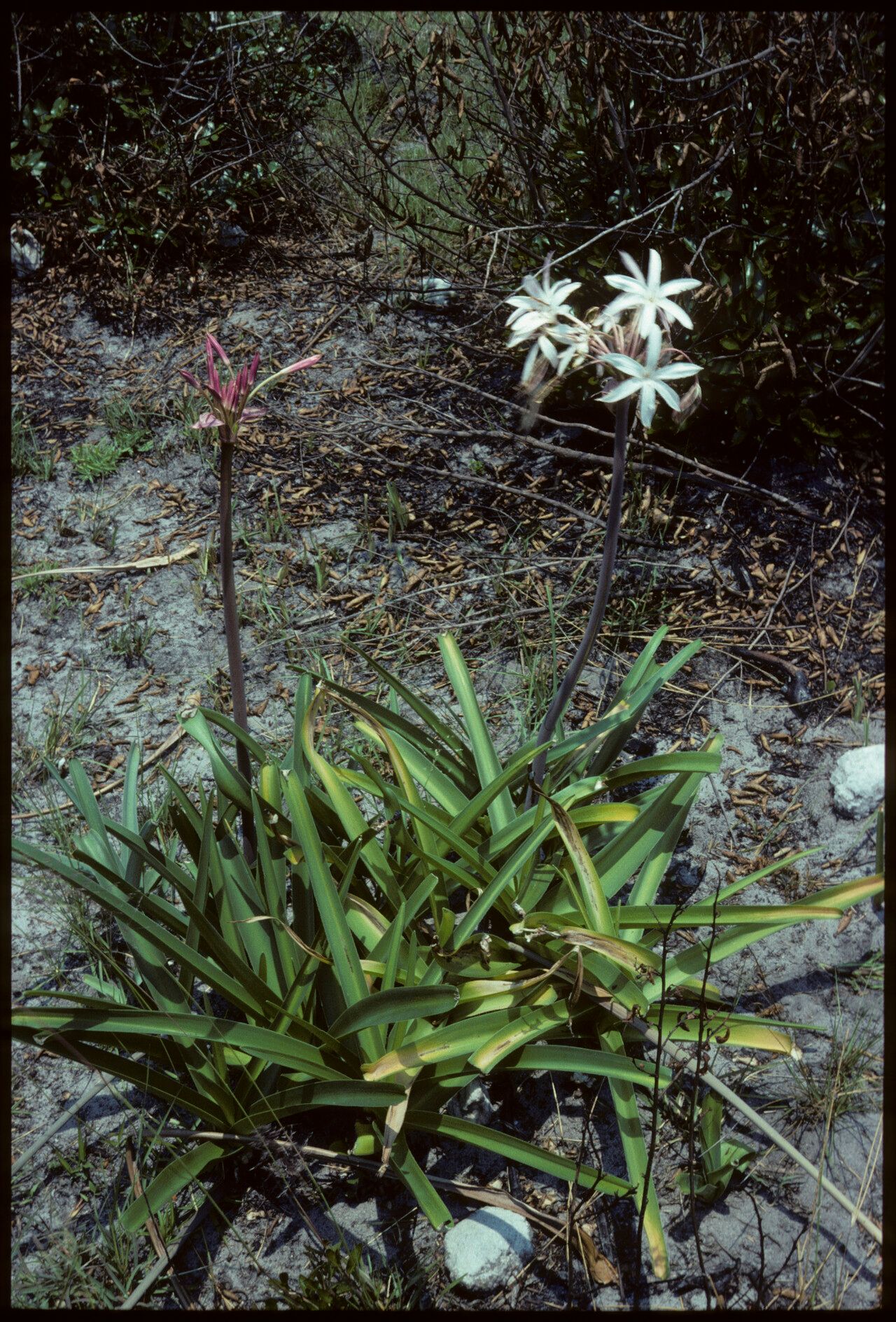 Crinum modestum — search result for 'Crinum'
