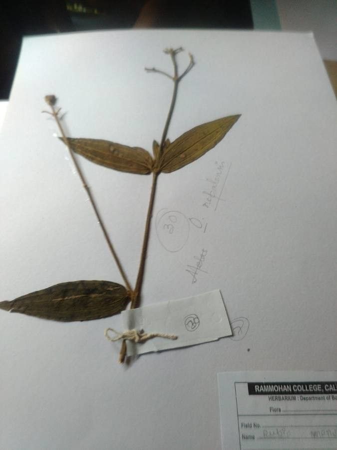 Osbeckia nepalensis — related species from the same genus