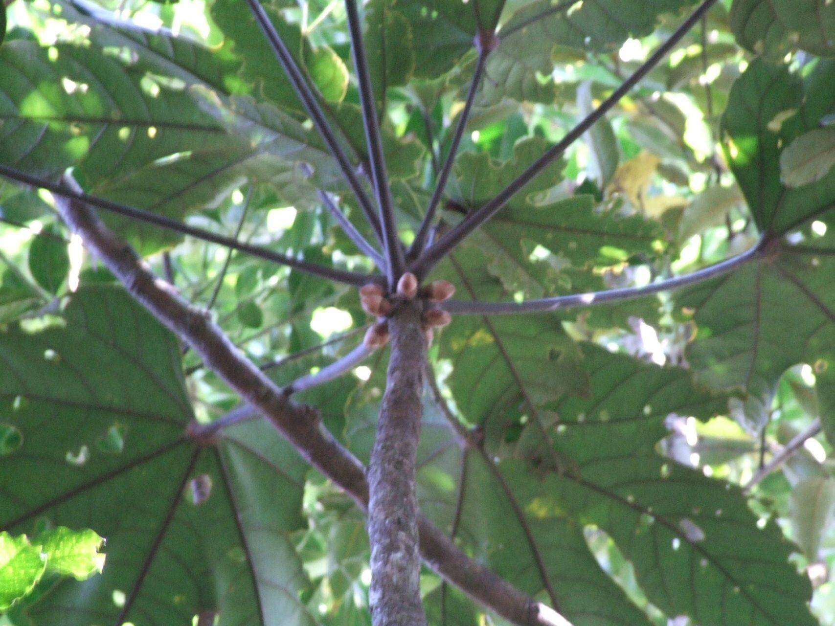 Acropogon grandiflorus leaf