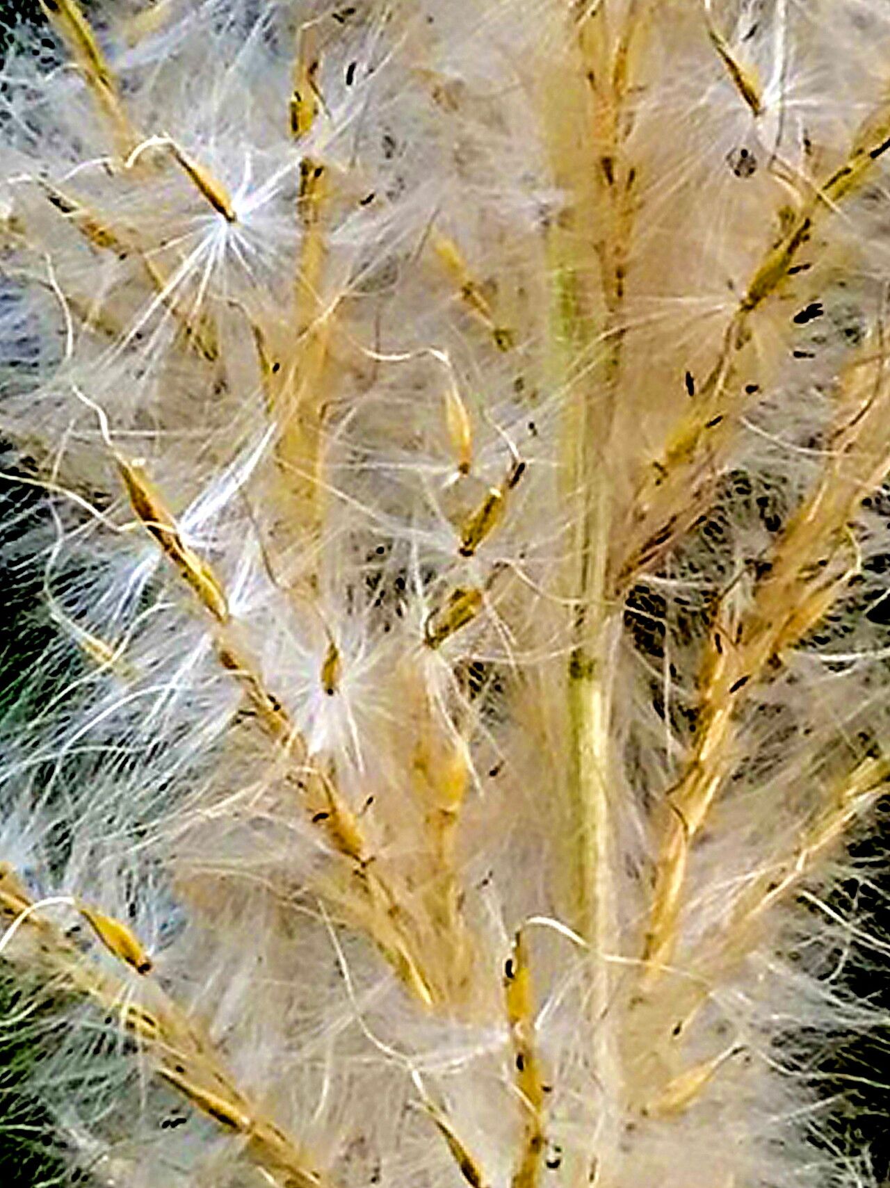 Erianthus alopecuroides fruit