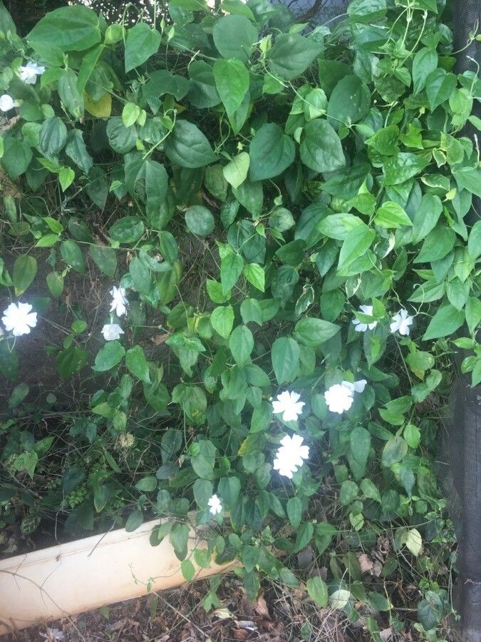 Thunbergia fragrans habit