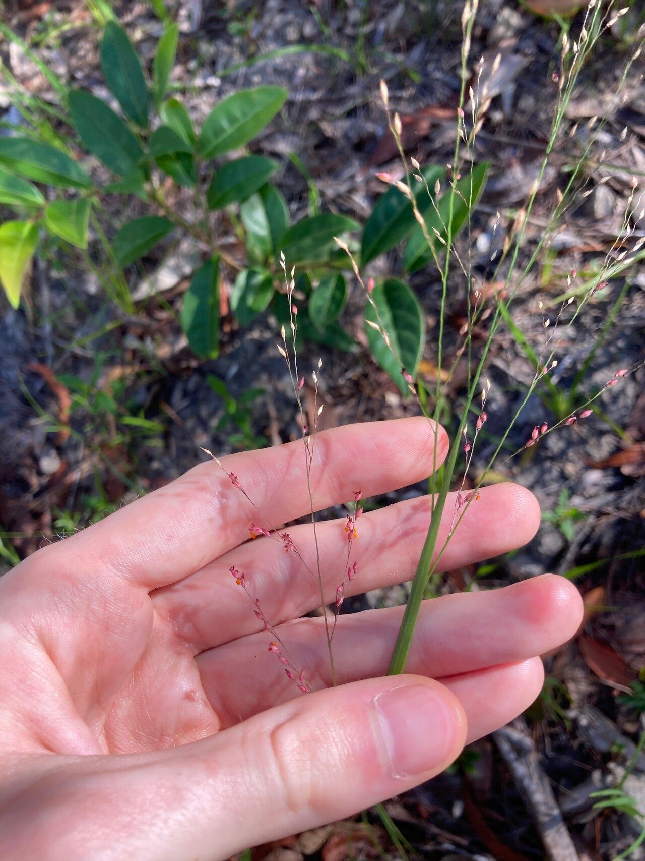 Panicum simile flower