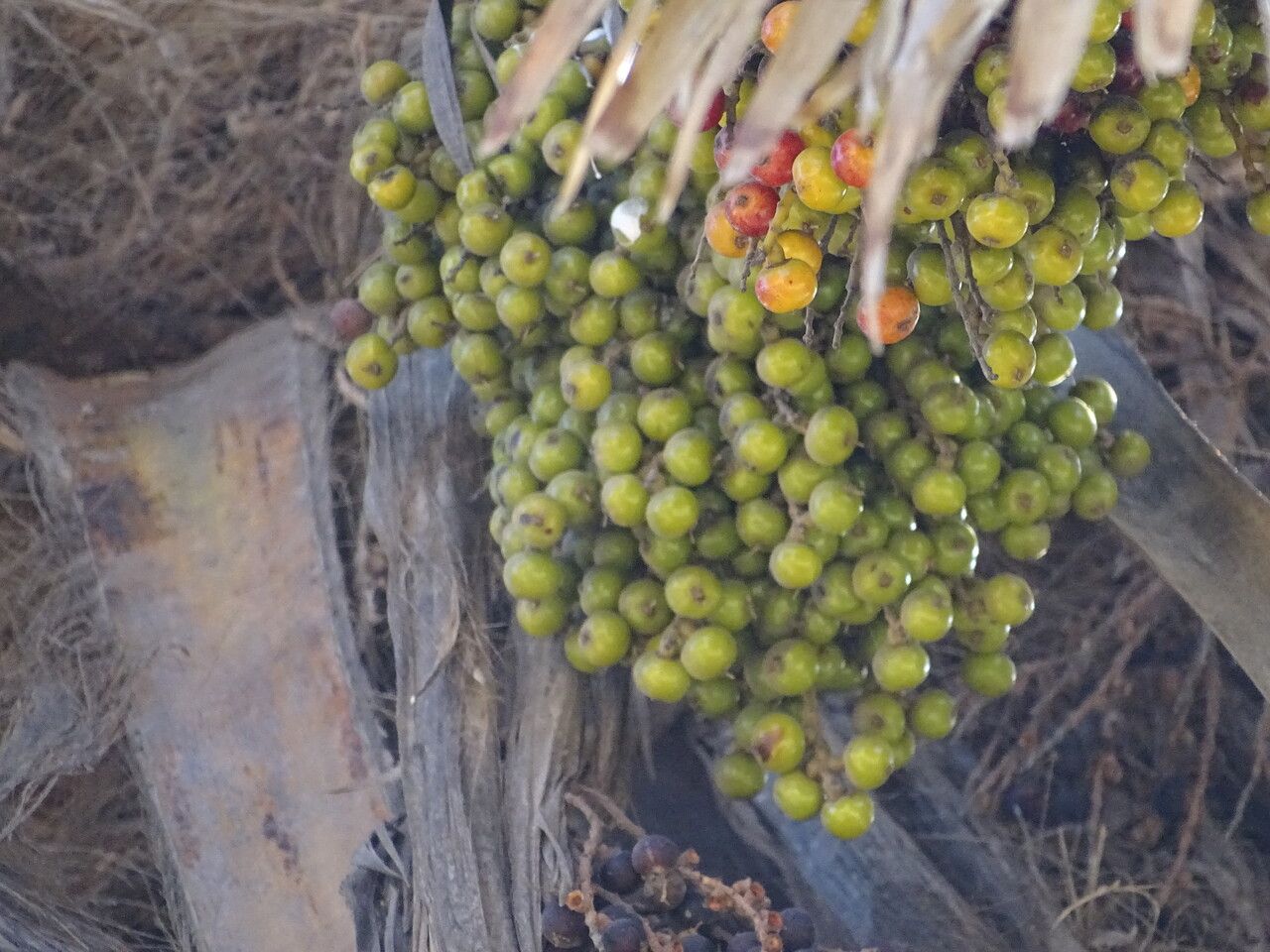 Washingtonia robusta fruit