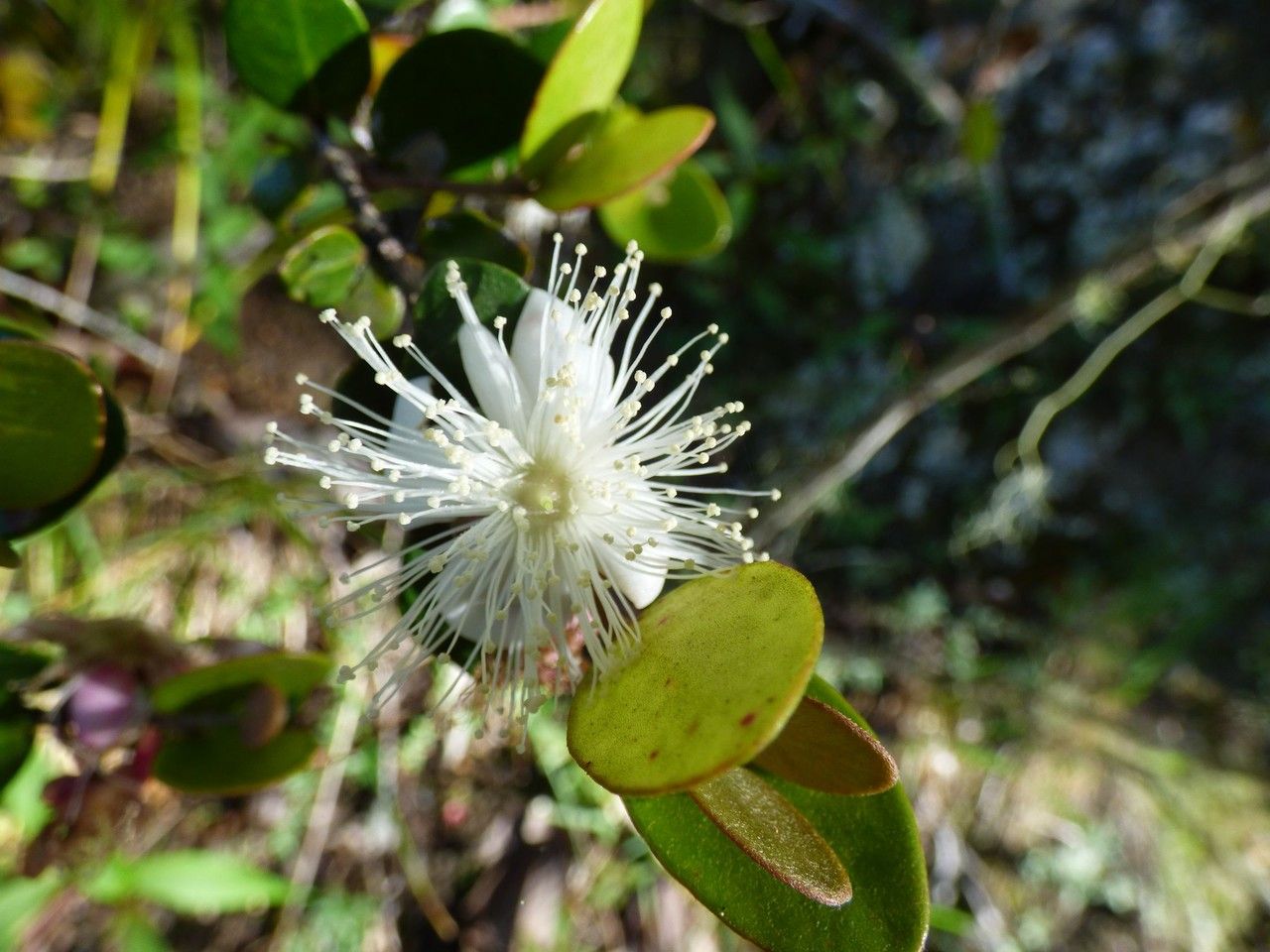 Eugenia buxifolia flower