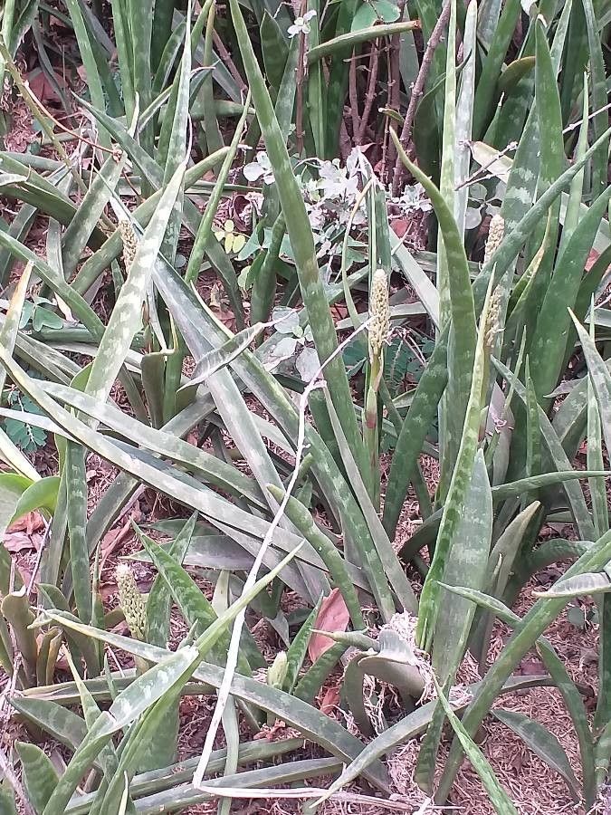 Sansevieria parva leaf