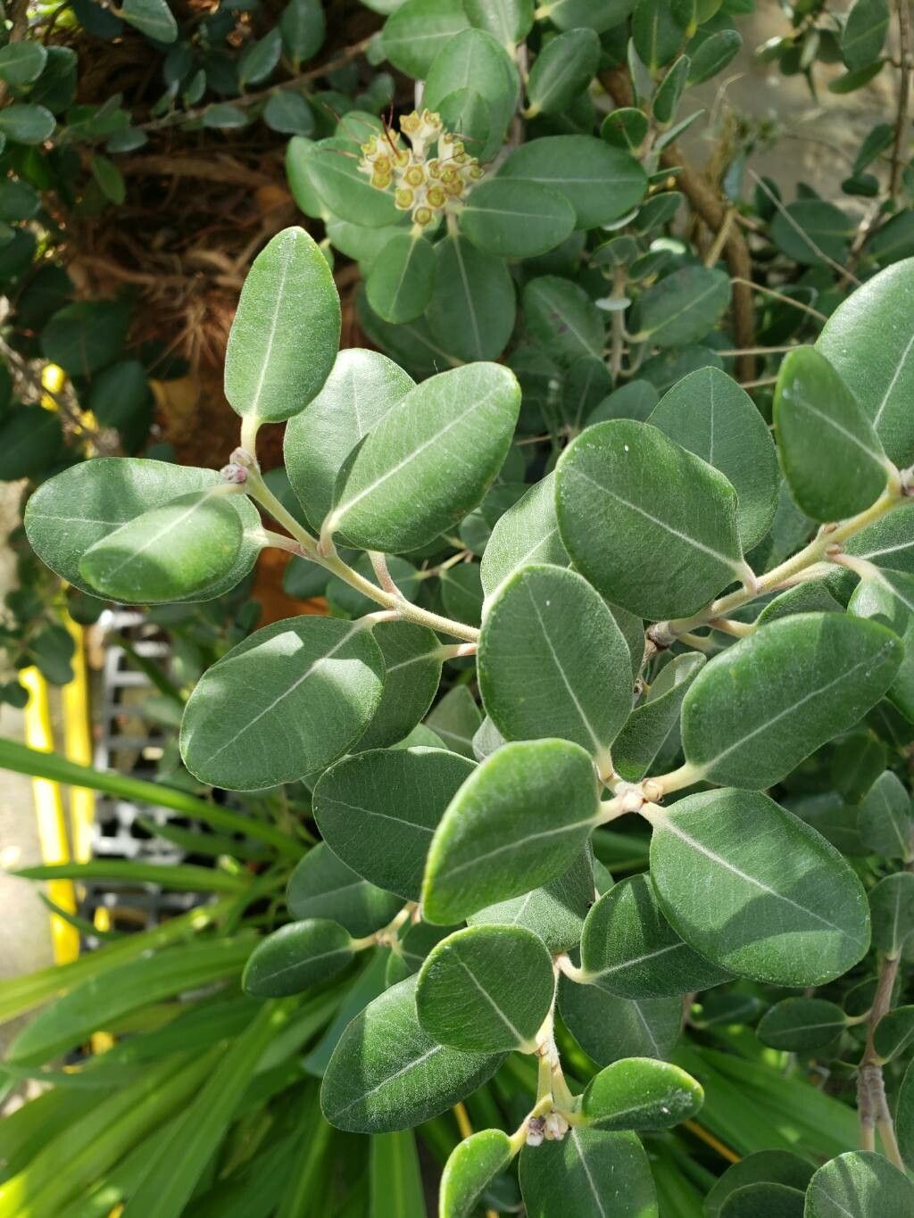 Metrosideros kermadecensis — search result for 'Metrosideros'