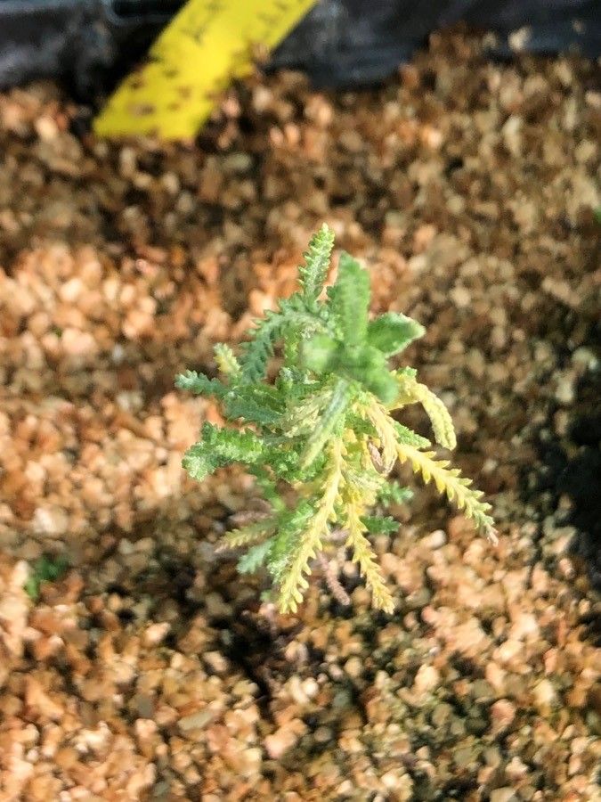 Achillea santolinoides — search result for 'Achillea'