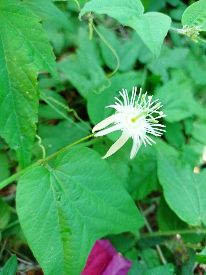 Passiflora capsularis flower
