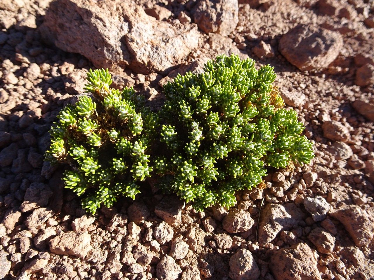 Xenophyllum poposum — related species from the same genus