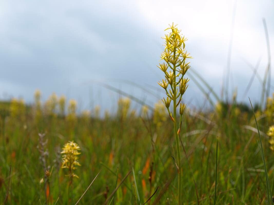 Narthecium asiaticum — related species from the same genus
