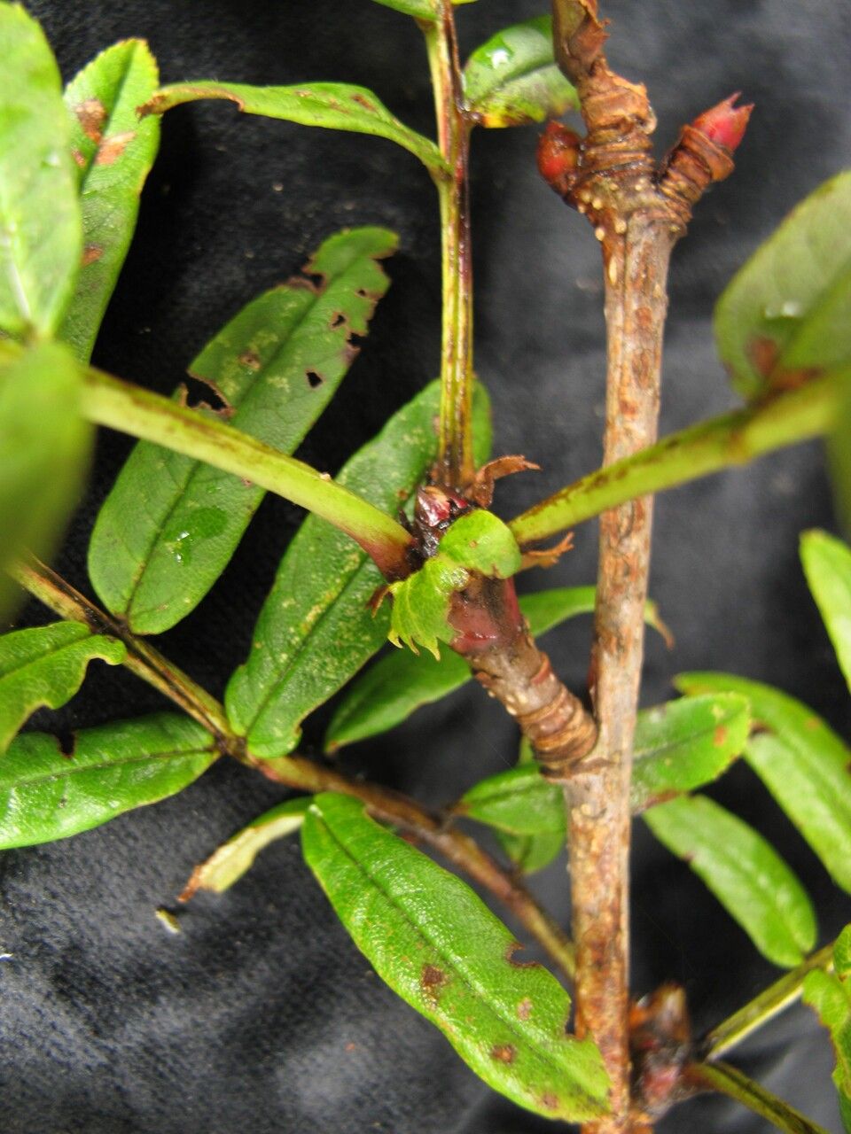 Sorbus arachnoidea leaf