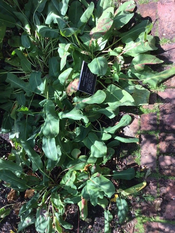 Anemopsis californica — flood tolerant houseplant