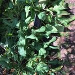 Anemopsis californica