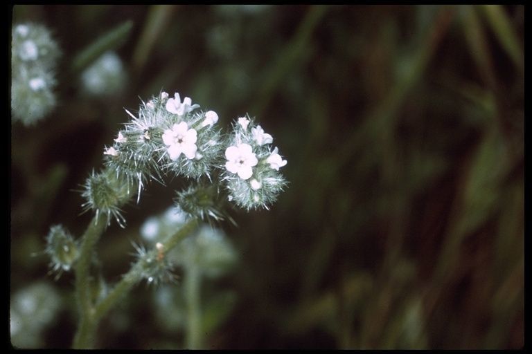 Cryptantha nemaclada — search result for 'Cryptantha'