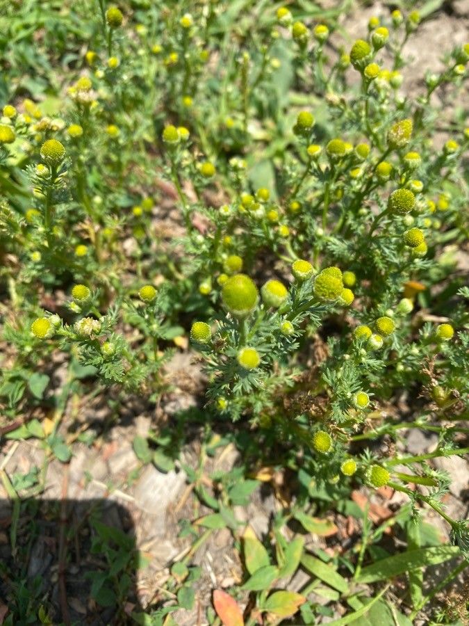 Matricaria occidentalis leaf