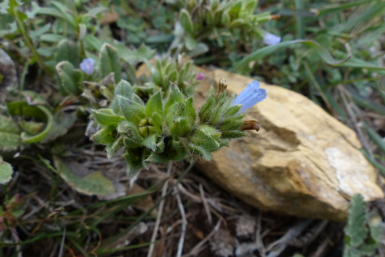 Echium calycinum fruit