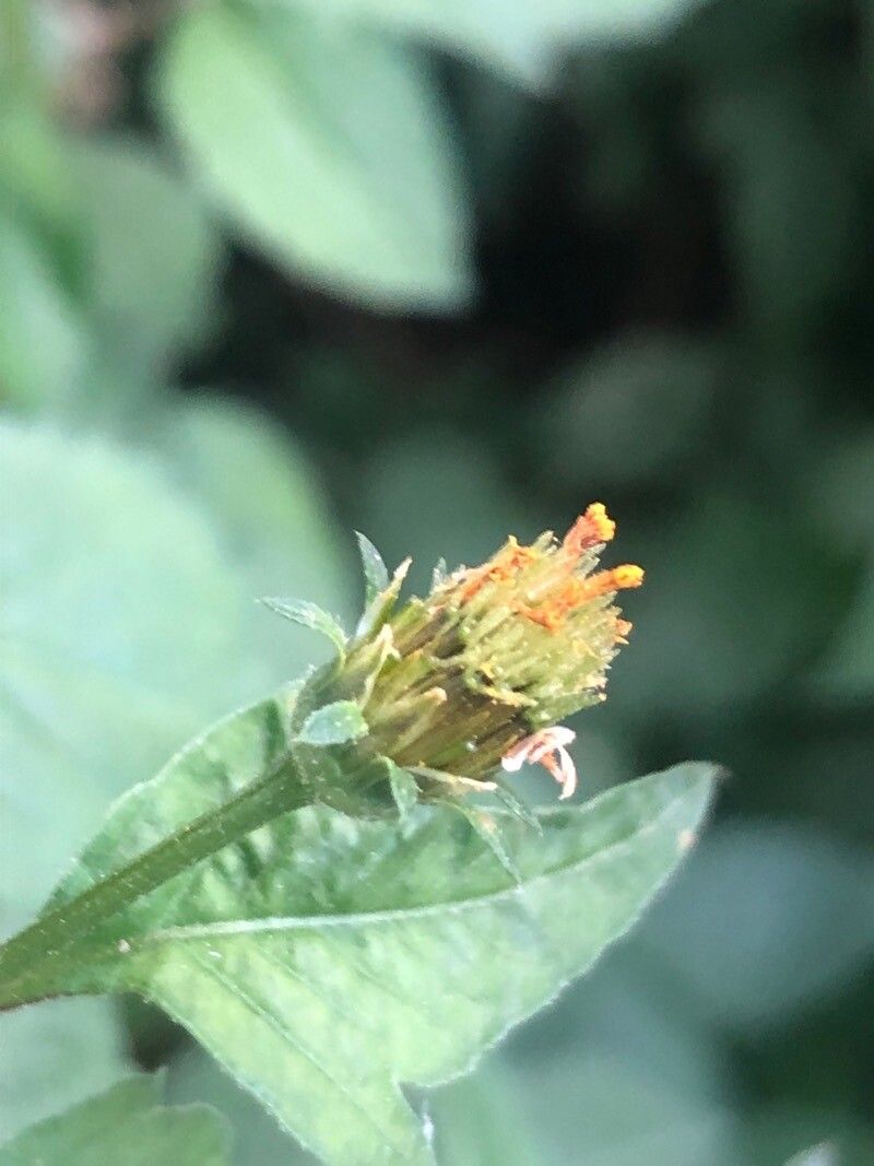 Bidens subalternans flower