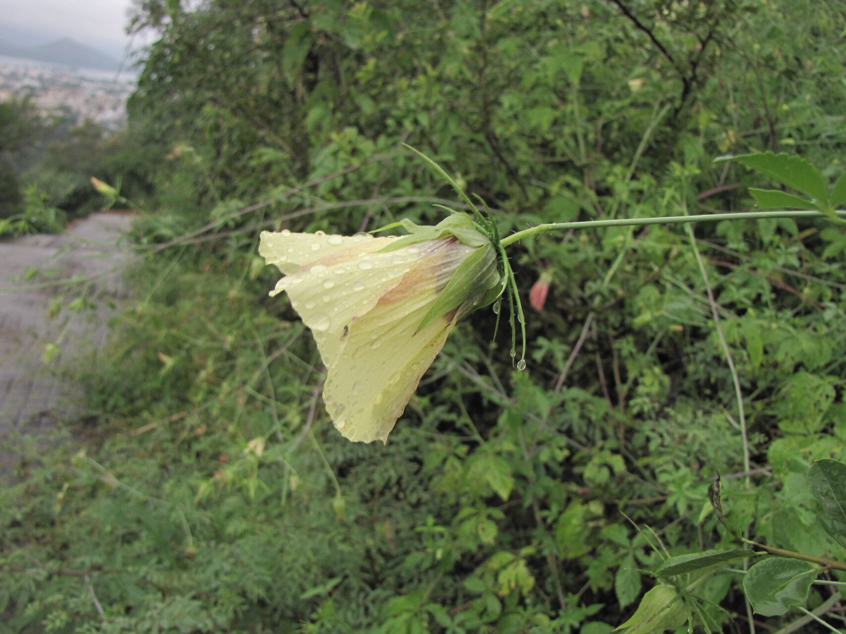 Hibiscus caesius flower