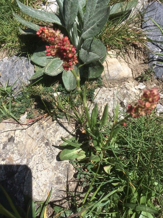 Rumex hymenosepalus flower