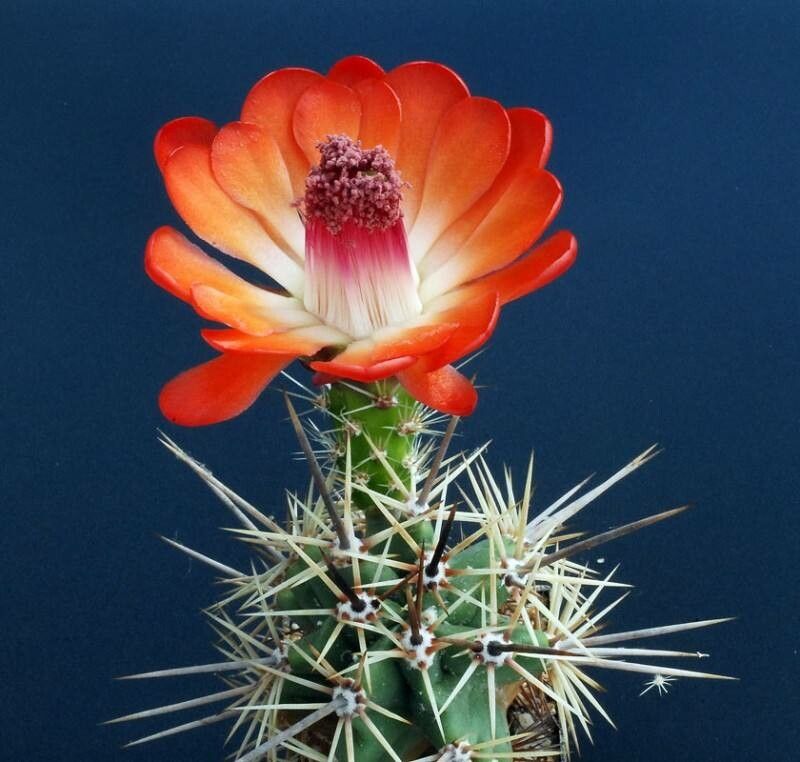 Echinocereus arizonicus flower