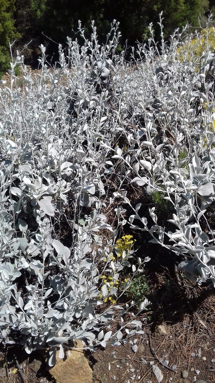 Alyssum corsicum — houseplant care guide