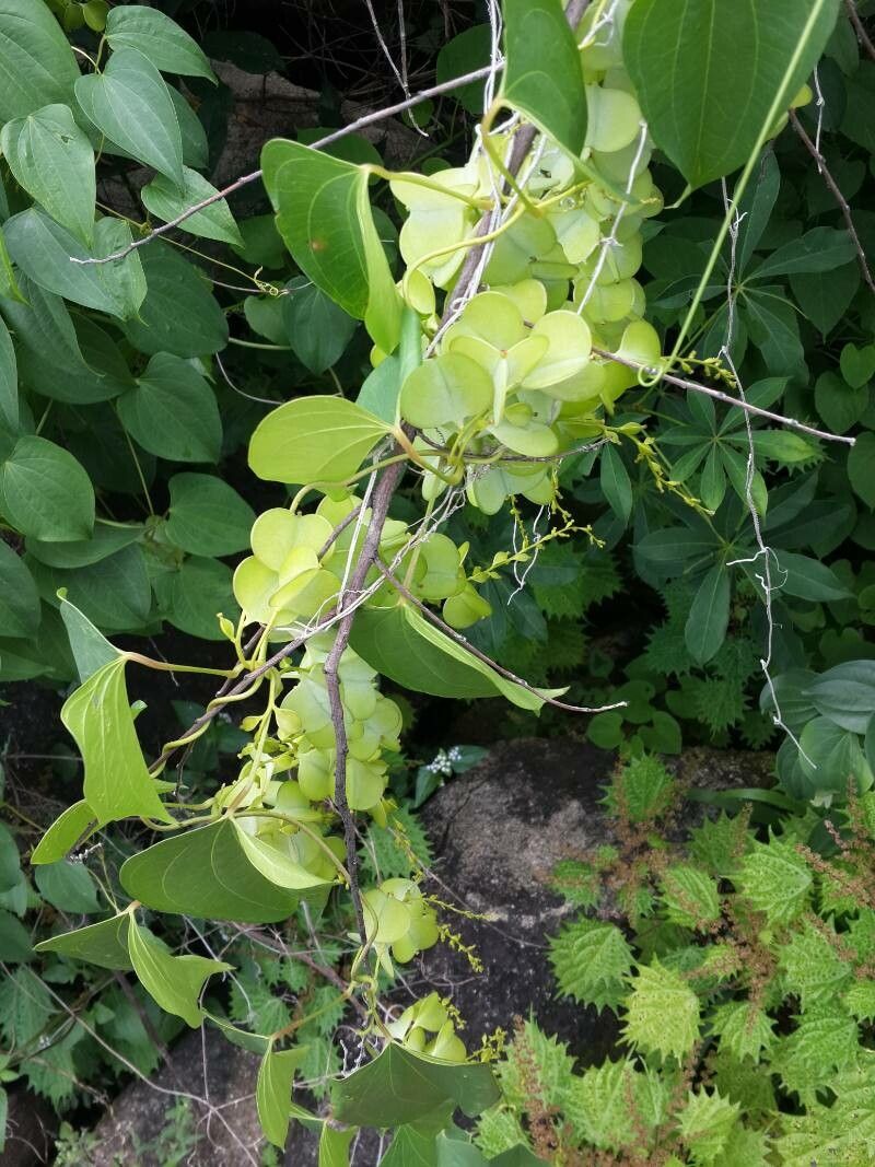Dioscorea hirtiflora fruit